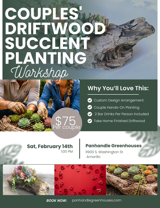 Couples Driftwood Succlent Planting
