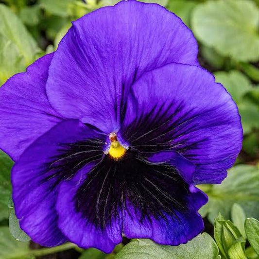 Pre-Order Full Flat Pansies (Deep Blue Blotch, 36 plants)