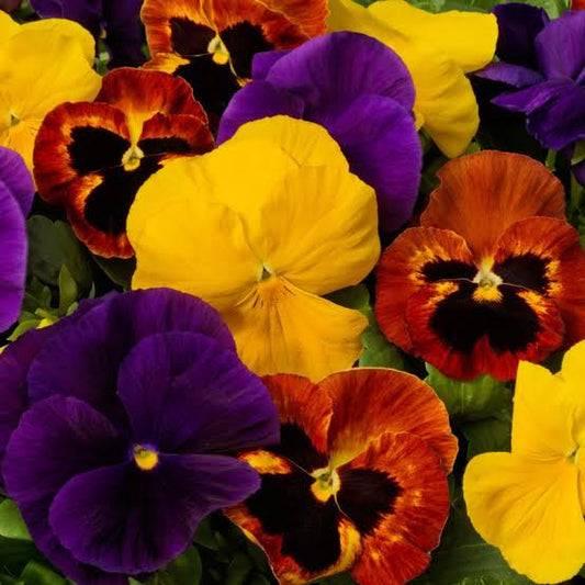 Pre-Order Full Flat Pansies (Mix, 36 plants)