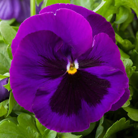 6-Pack Pansy