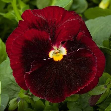 Pre-Order Full Flat Pansies (Red Blotch, 36 plants)