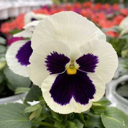 Pre-Order Full Flat Pansies (White Blotch, 36 plants)