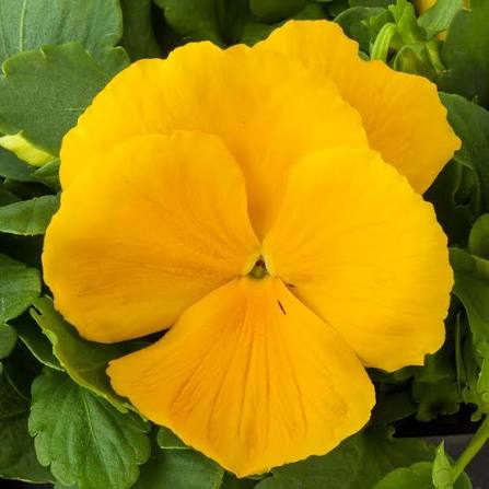 Pre-Order Full Flat Pansies (Yellow, 36 plants)