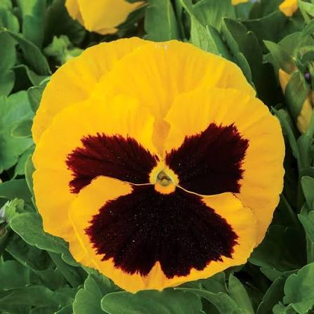 Pre-Order Full Flat Pansies (Yellow Blotch, 36 plants)